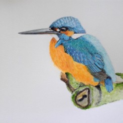 Watercolor painting of a kingfisher